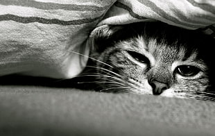 cat hiding cloth